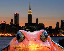 City Frog Picture